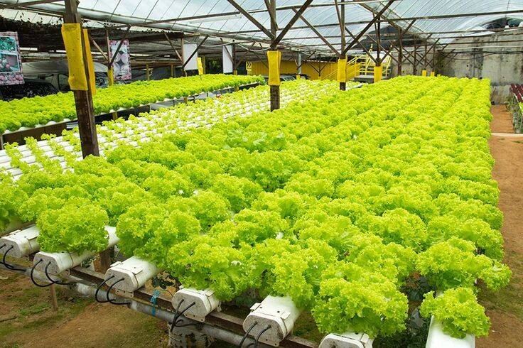 Tanah Kosong Jadi Cuan dengan Ide Bisnis Ini